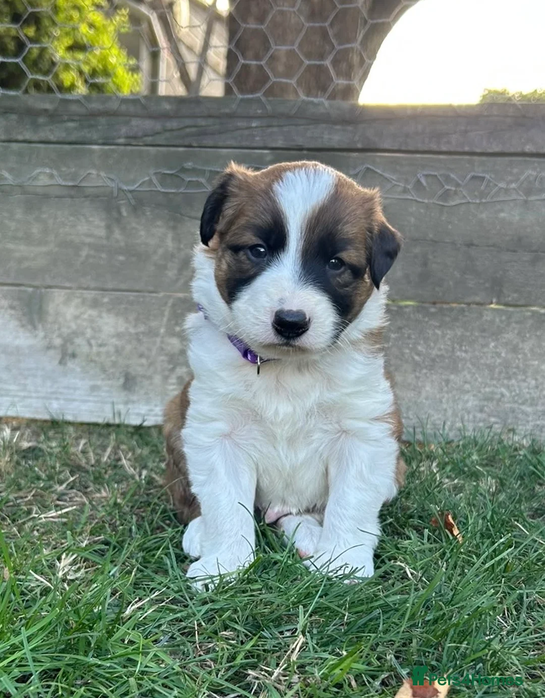 Border Collie dogs for sale: Striking Welsh Red & White Border Collies in Montgomery - Advert 2