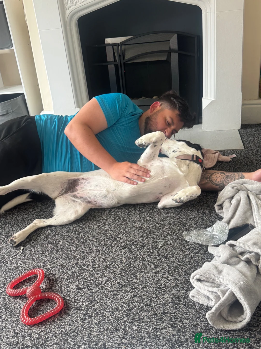Springador dogs for sale: Our gorgeous Dottie girl❤️ in Huddersfield - Advert 4