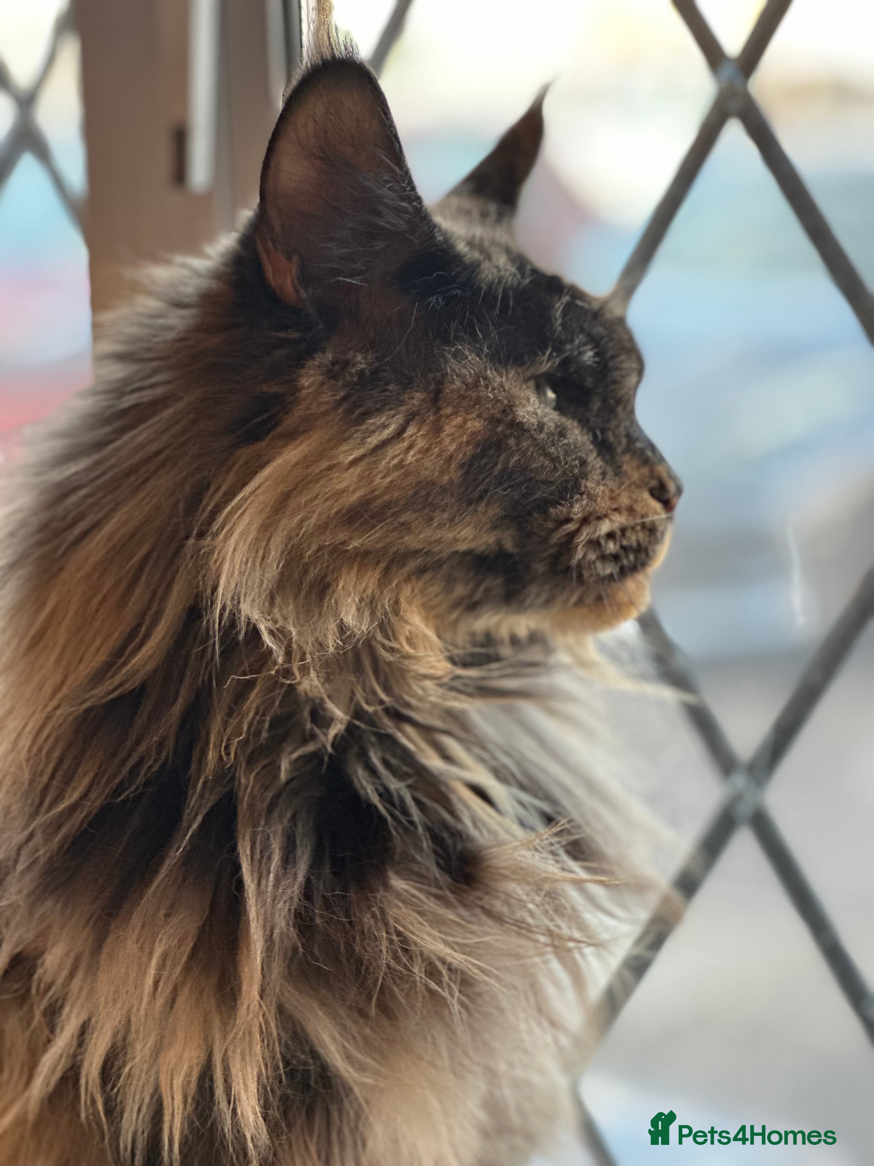 Maine Coon cats Mainecoon female for sale  - Advert 6