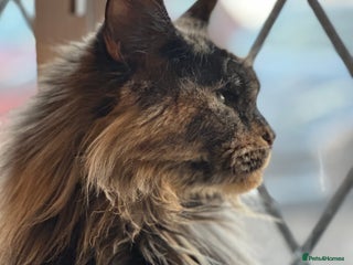 Maine Coon cats - Advert 2