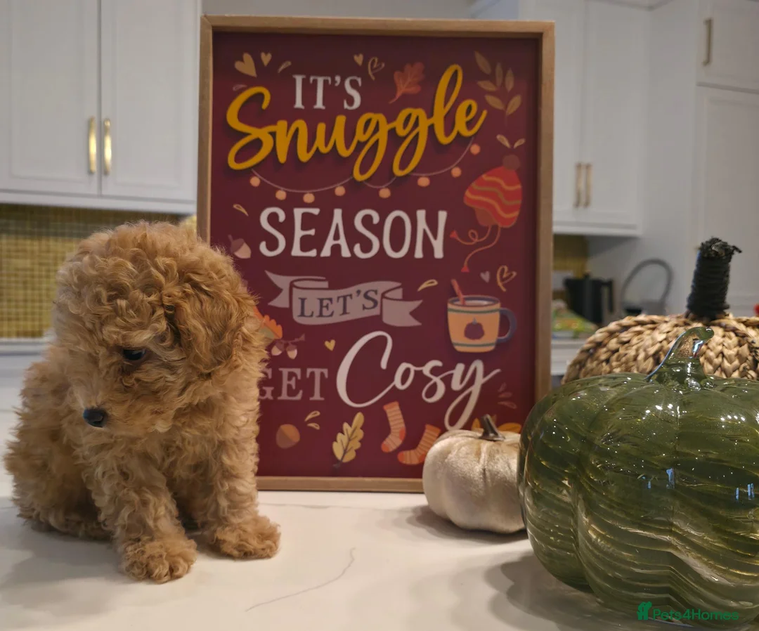 Toy Poodle dogs for sale: KC Registered Beautiful Toy Poodle Puppies - Advert 2