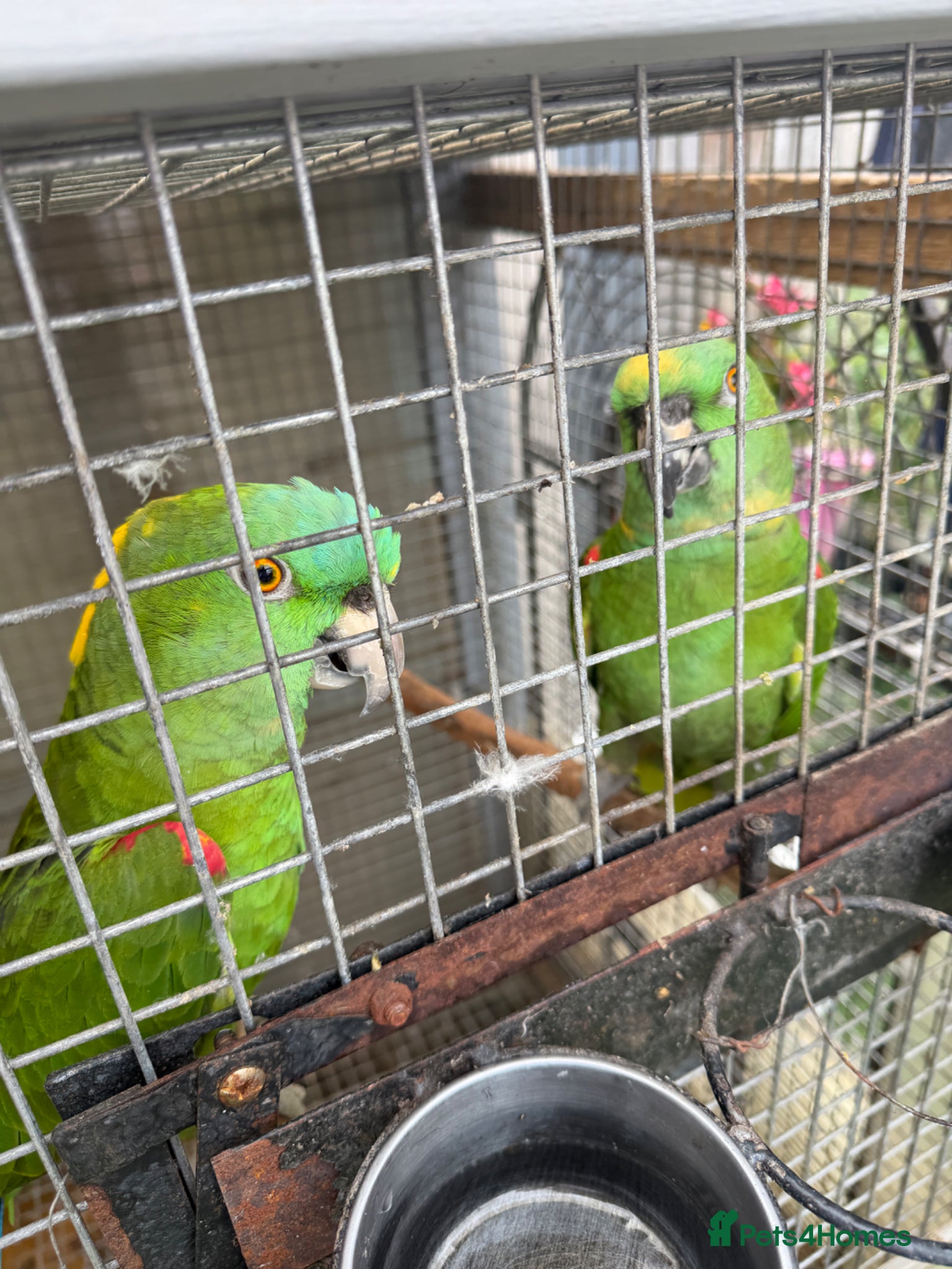 Parrots birds Yellow Nape Amazons breeding pair - Advert 1