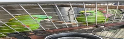 Parrots birds for sale: Yellow Nape Amazons breeding pair - Advert 1