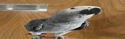 Parrots birds for sale: Super tame baby Congo African grey  - Advert 1