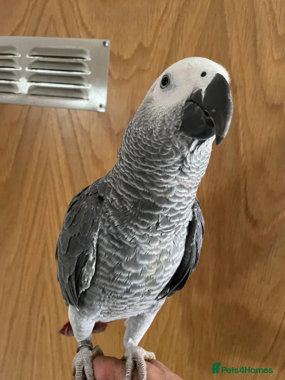 Parrots birds for sale: Super tame baby Congo African grey  - Advert 1