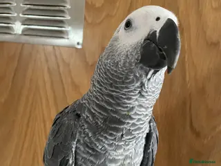 Parrots birds Super tame baby Congo African grey - Advert 1