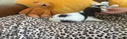 Sprocker dogs for sale: Sprocker spaniel puppies - Advert 11