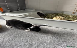 Mixed Breed rabbits for sale: 2 Bunnies with cage and all remaining supplies  - Image 6