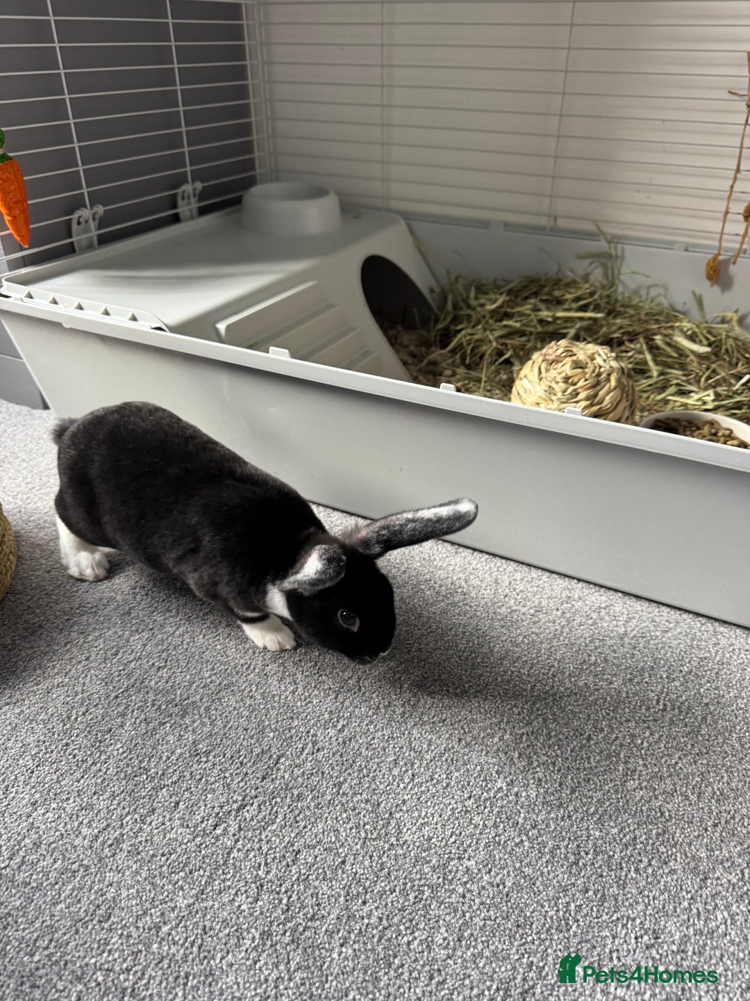 Mixed Breed rabbits for sale: 2 Bunnies with cage and all remaining supplies  - Image 6