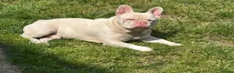 French Bulldog dogs for stud: King pink visual pink and tan proven stud  - Advert 3