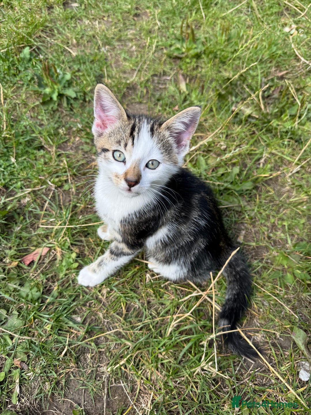Mixed Breed cats for sale: Gorgeous kittens - Image 2