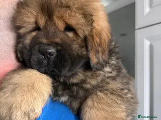 Tibetan Mastiff dogs Beautiful gold girl - Advert 1