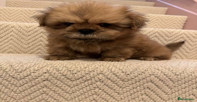 Shih Tzu dogs KC standard Shihtzu pups  - Advert 6