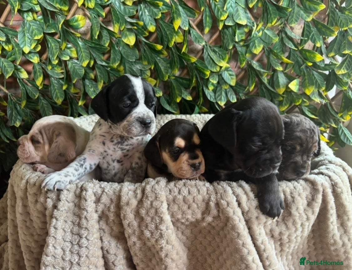 Mixed Breed dogs show cocker spaniel x french bulldog mix pups - Advert 1