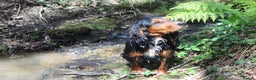 Cocker Spaniel dogs for stud: Health Tested Black & Tan W/Cocker Spaniel Stud in Totnes - Advert 2