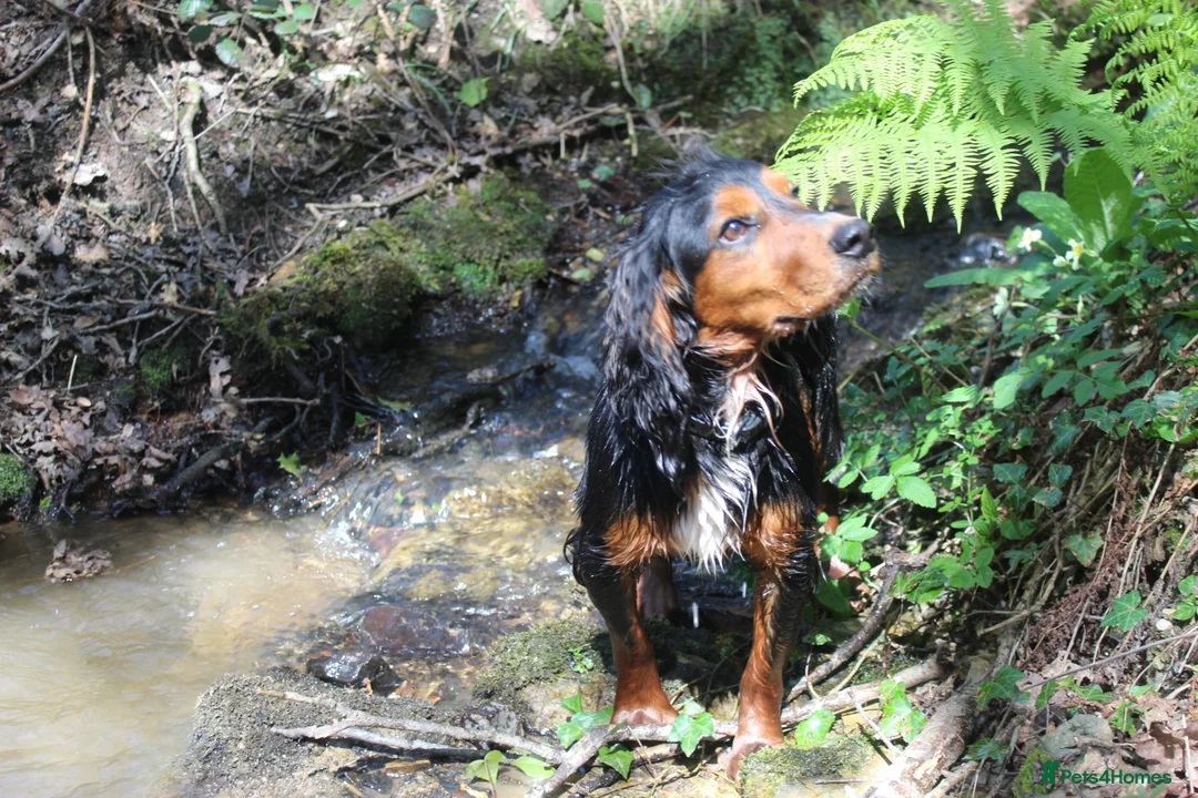 Cocker Spaniel dogs for stud: Health Tested Black & Tan W/Cocker Spaniel Stud in Totnes - Advert 2