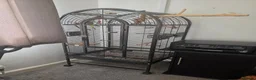 Ringnecks birds for sale: Indian ringneck - Advert 5
