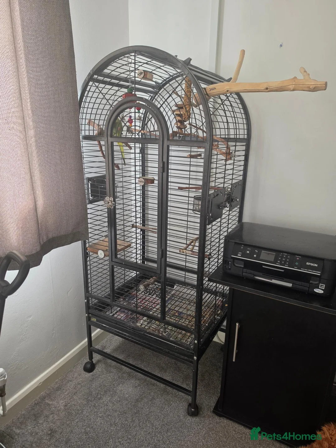 Ringnecks birds for sale: Indian ringneck - Advert 5