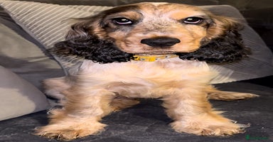 Cocker Spaniel dogs - Advert 12