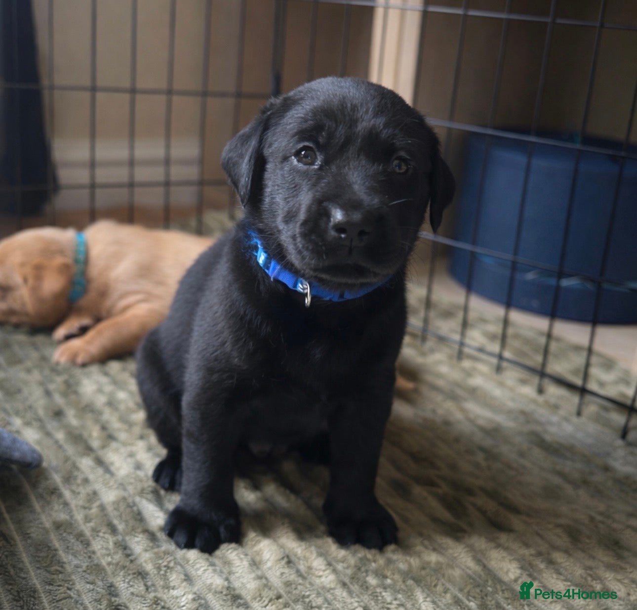 Labrador Retriever dogs KC Labrador Puppies - Ready 16 of May   - Advert 1