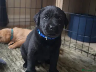 Labrador Retriever dogs KC Labrador Puppies - Ready 16 of May - Advert 10