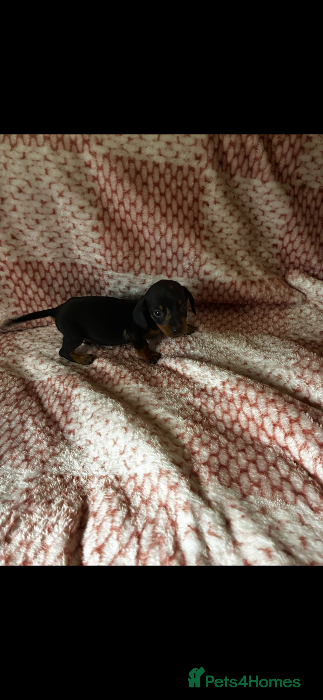 Miniature Dachshund dogs for sale: Miniature  - Image 7