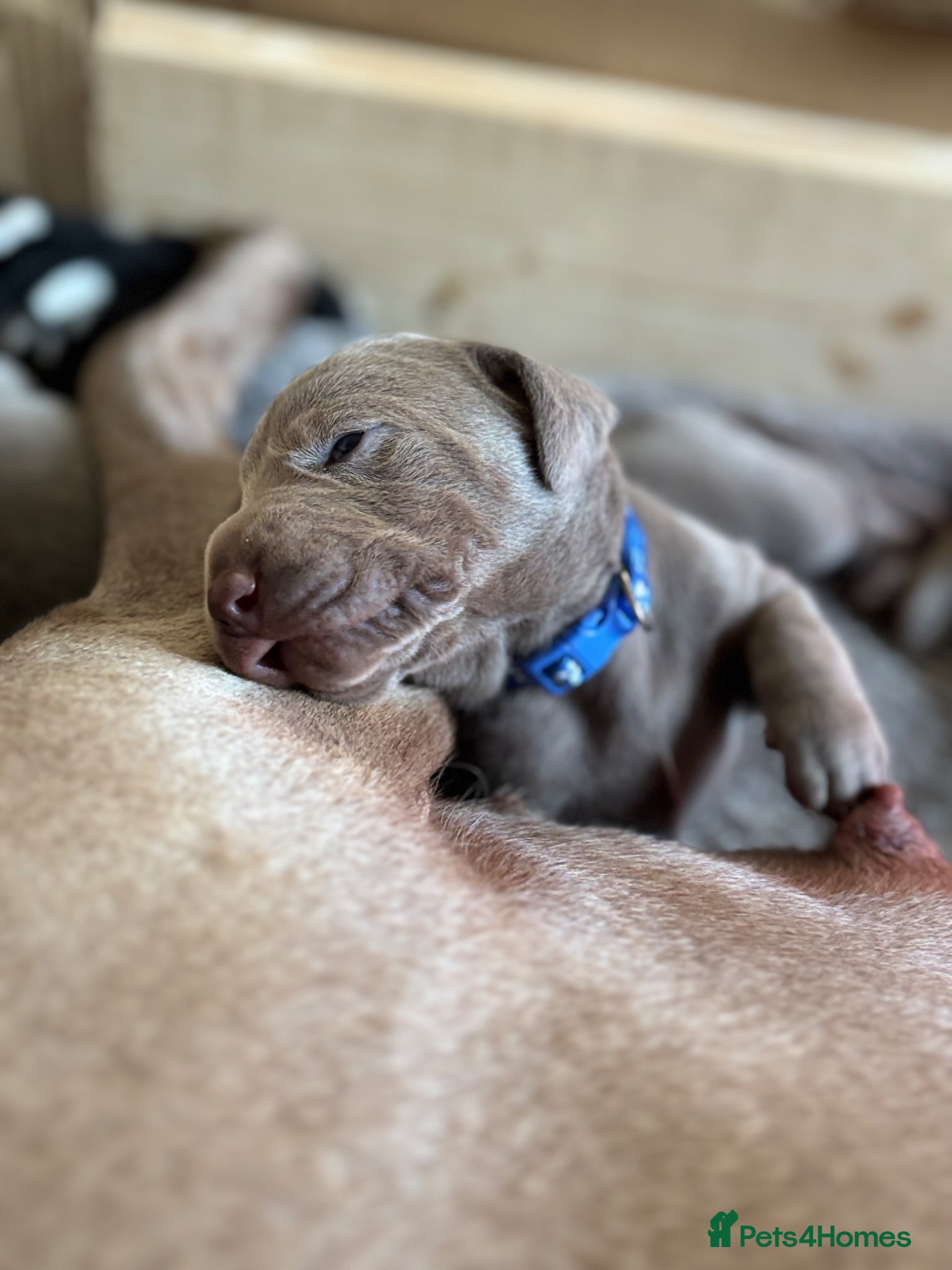 Mixed Breed dogs WEIM X DOBI CHAMPION BLOODLINE PUPS - Advert 16