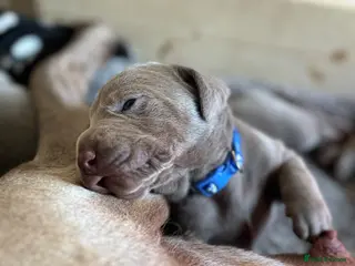 Mixed Breed dogs WEIM X DOBI CHAMPION BLOODLINE PUPS - Advert 16