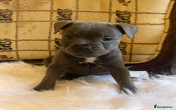 Staffordshire Bull Terrier dogs for sale: KC Blue Staffy Female Puppy - Image 1