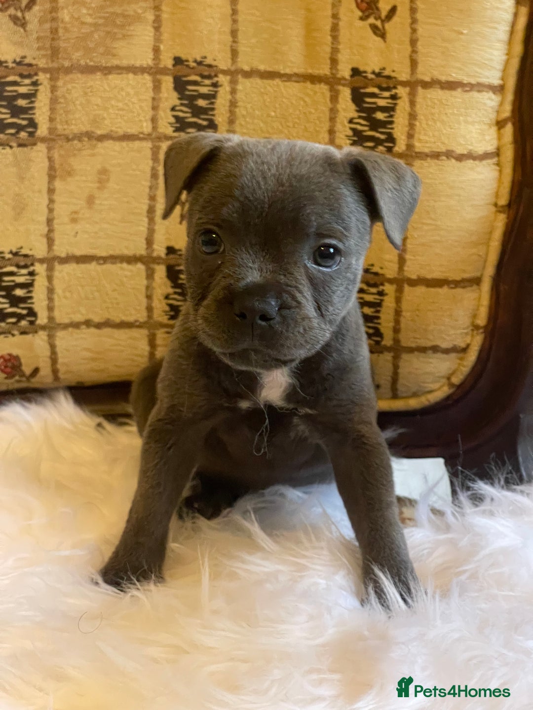 Staffordshire Bull Terrier dogs for sale: KC Blue Staffy Female Puppy - Image 1
