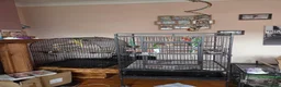 Parrots birds for sale: Beautiful male moustache parrot - Advert 1