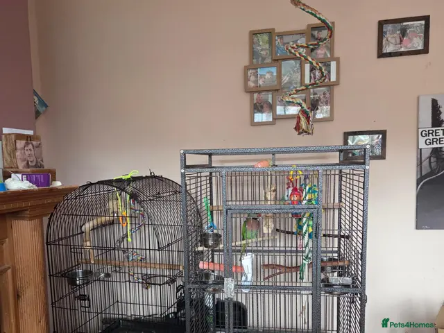 Parrots birds for sale: Beautiful male moustache parrot - Advert 1
