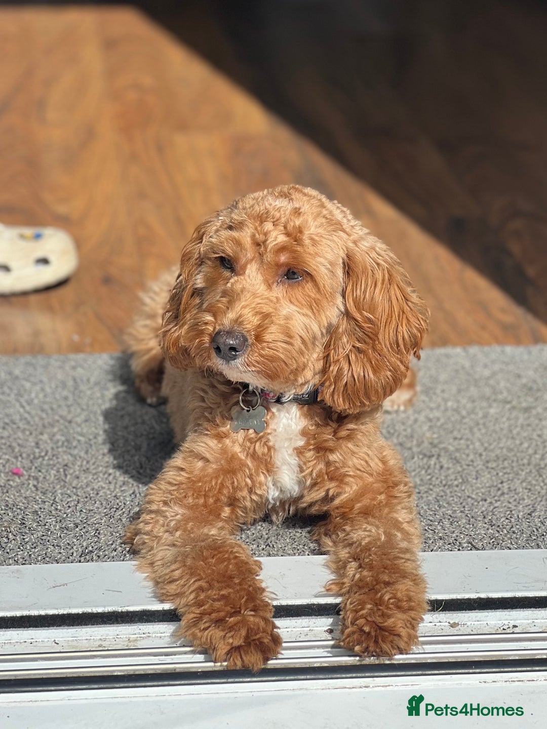 Cavapoo dogs for sale: Beautiful Cavapoo Puppies🐶 - Image 14