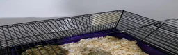 Hamster rodents for sale: Hamster and cage free to good home in Tamworth - Advert 4