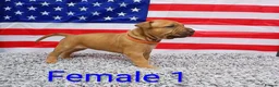 American Bull Staffy dogs for sale: American bull - Advert 35