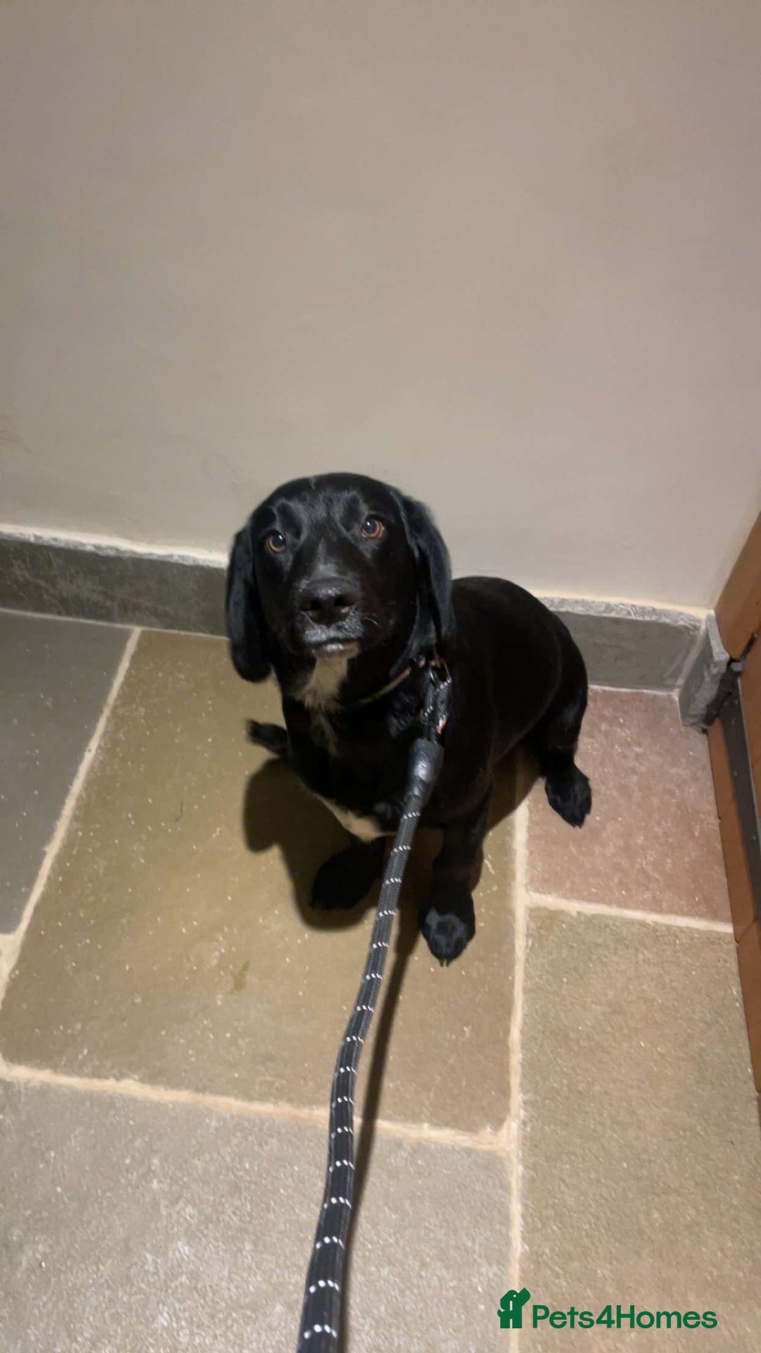 Springador dogs for sale: Apollo - Advert 1