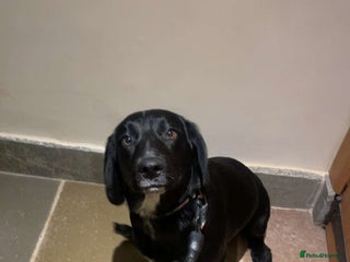 Springador dogs Apollo - Advert 2