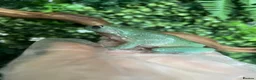 Frog reptiles for sale: Whites Tree Frogs - 4 Frogs Full Set Up - Advert 5