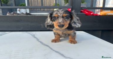 Miniature Dachshund dogs - Advert 14
