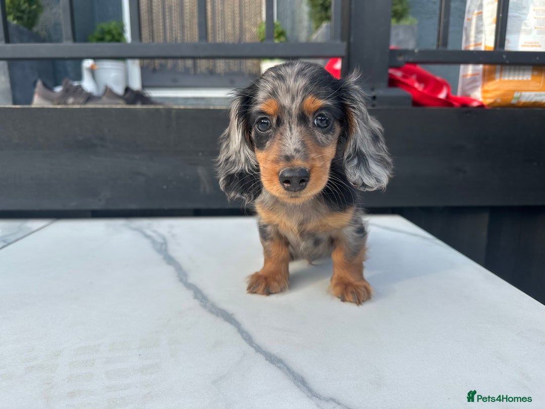 Miniature Dachshund dogs for sale: **MINI LONG HAIRED DACHSHUND** - Image 3