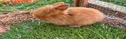 Mini Lion Lop rabbits for sale: 2 baby lion lop bunnies  in Wareham - Advert 3