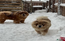 Chow Chow dogs for sale: Show Quality Chows  - Image 2