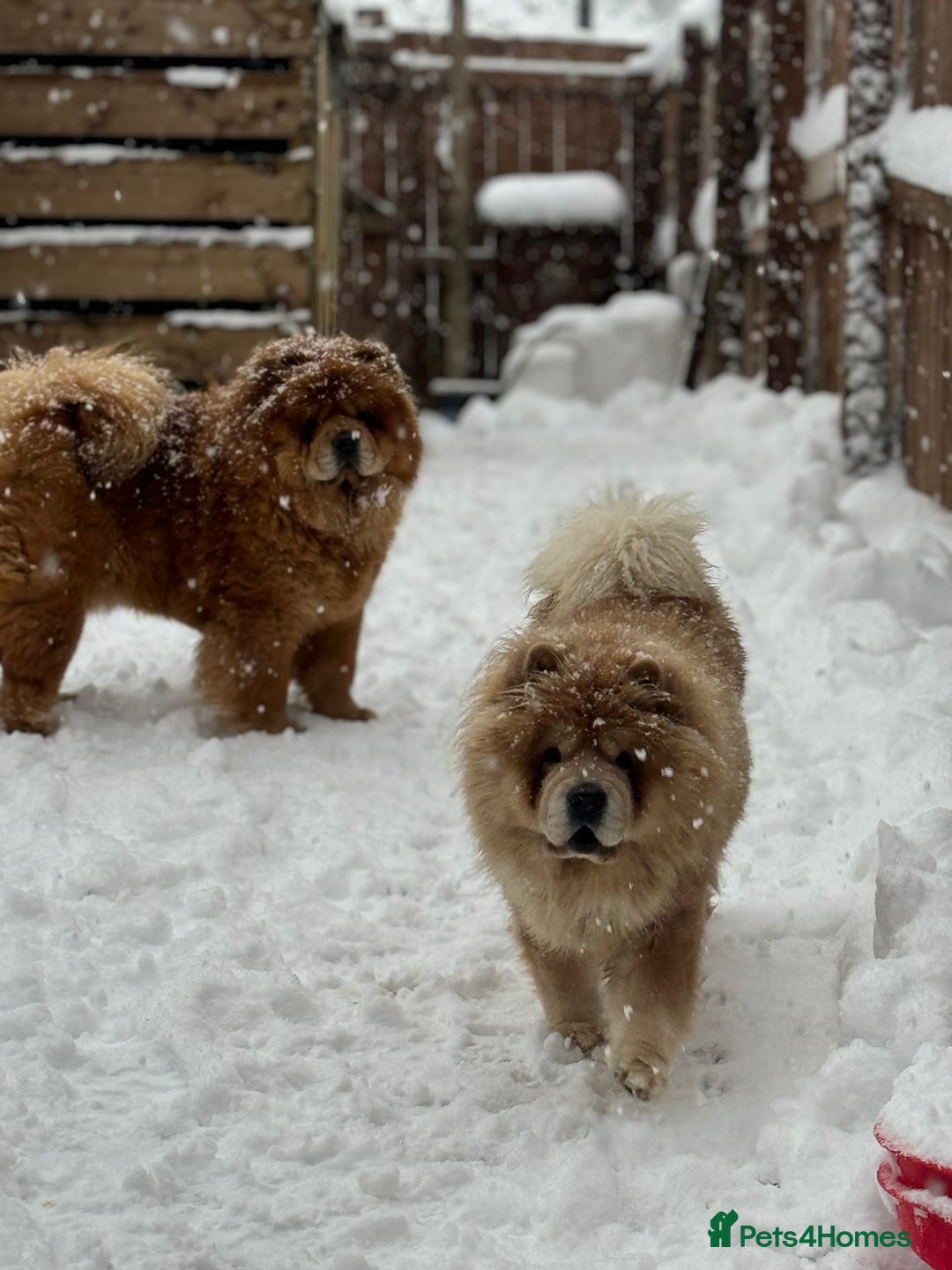 Chow Chow dogs for sale: Show Quality Chows  - Image 2