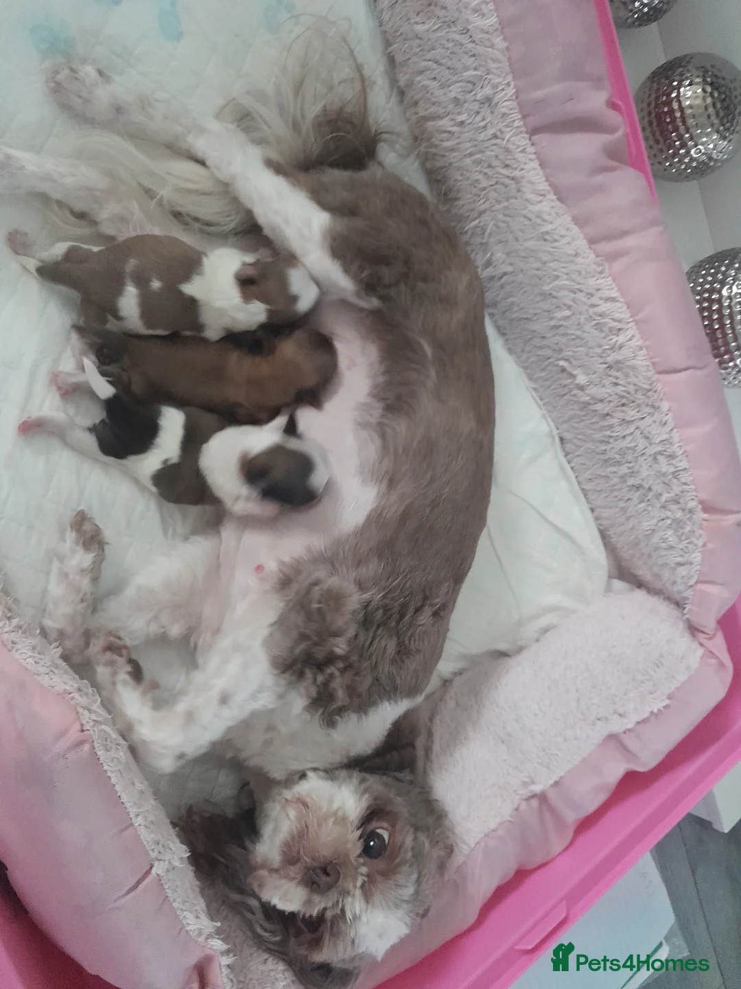 Shih Tzu dogs for sale: Shih tzu puppies 🐶 - Advert 5