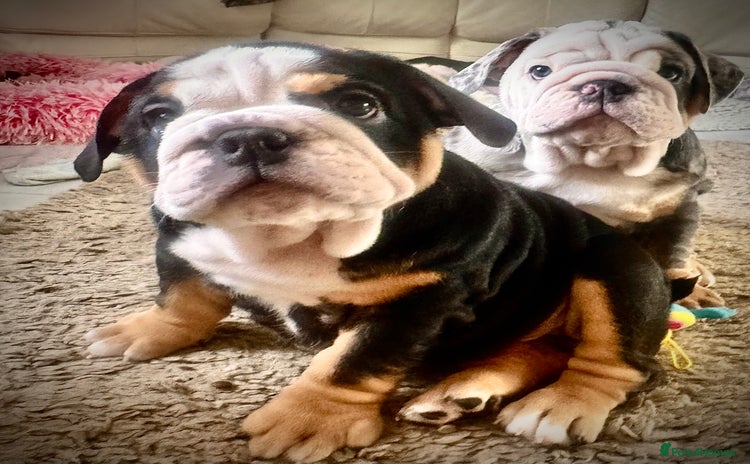English Bulldog dogs - Advert 4