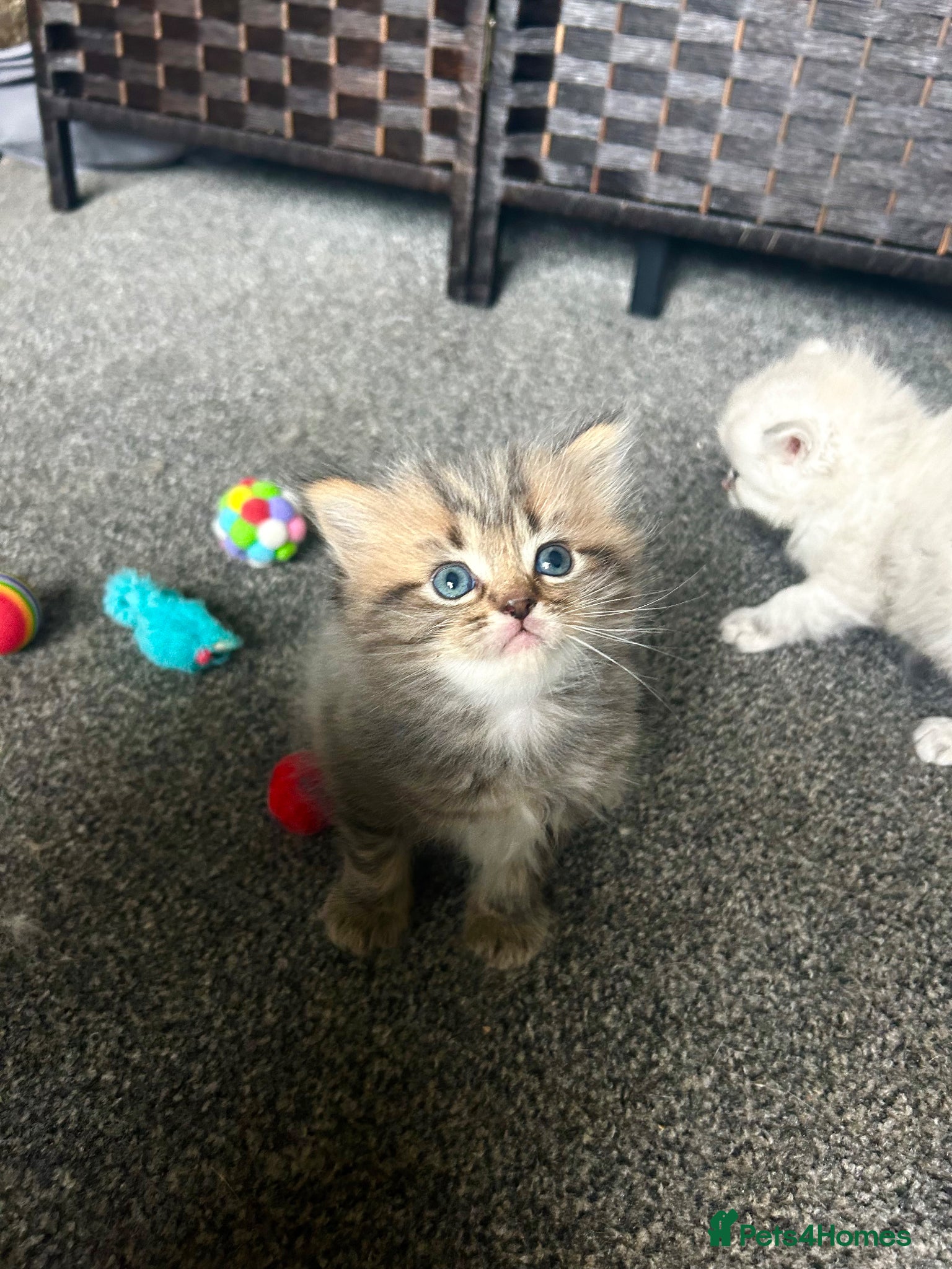Persian cats for sale: 7-Persian kittens for sale 🩶🩵 males & Females - Advert 21