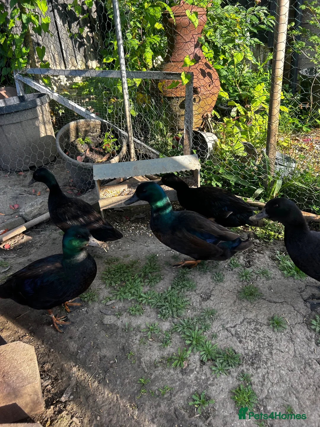 Ducks poultry for sale: East Indian ducks  in Gosport - Advert 1