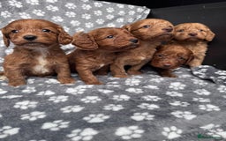 Cockapoo dogs for sale: Cockapoo puppy for sale 🐾🐶 - Image 4
