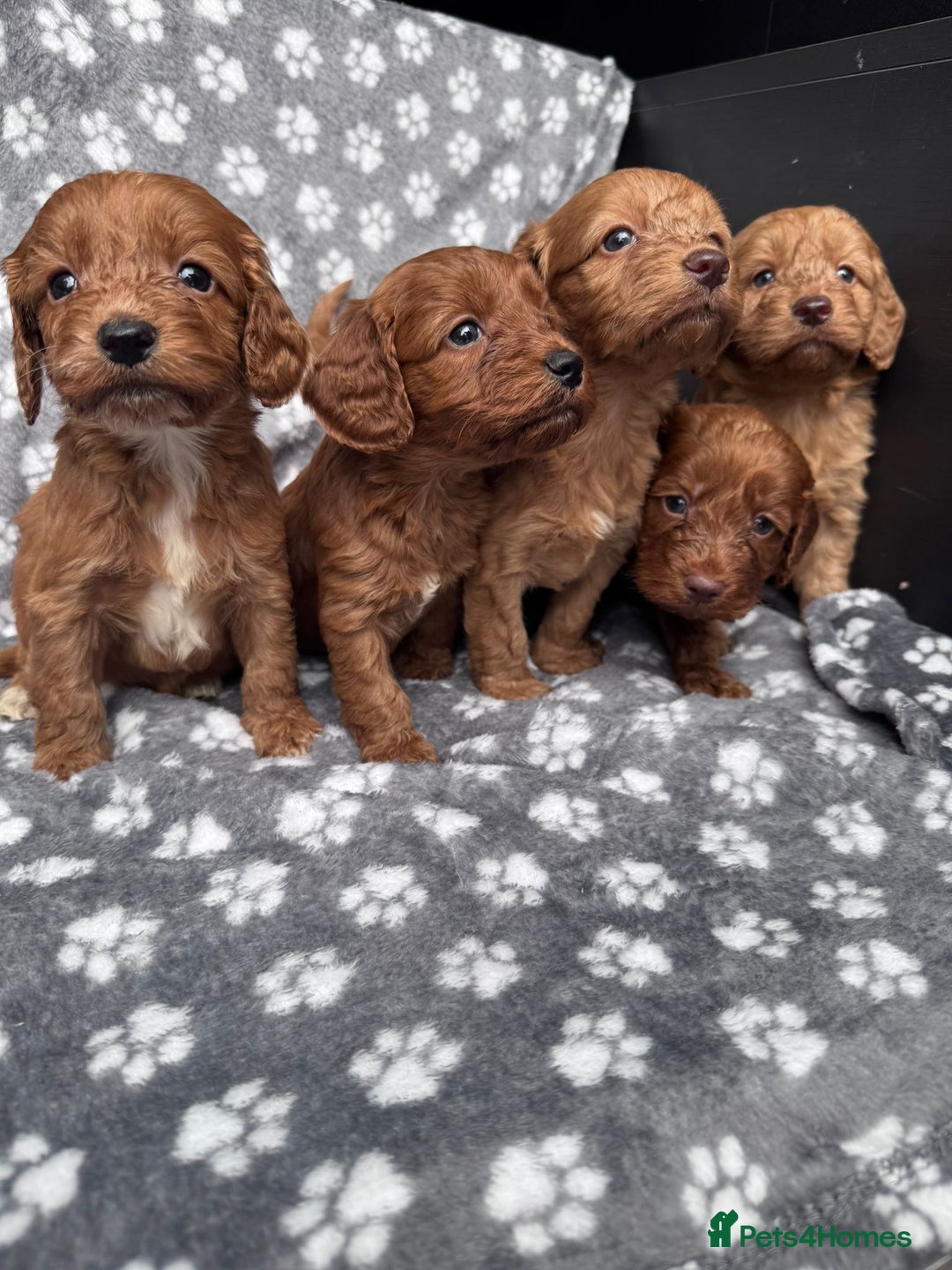 Cockapoo dogs for sale: Cockapoo puppy for sale 🐾🐶 - Image 4