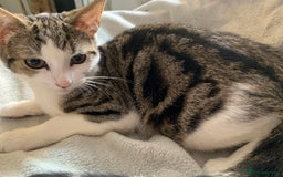 Mixed Breed cats for sale: Mixed breed kittens for sale - Image 2